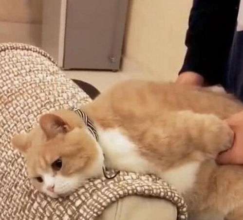 偷吃零食的猫下载手机版2024正版更新版-偷吃零食的猫中文版安卓下载v.2.12